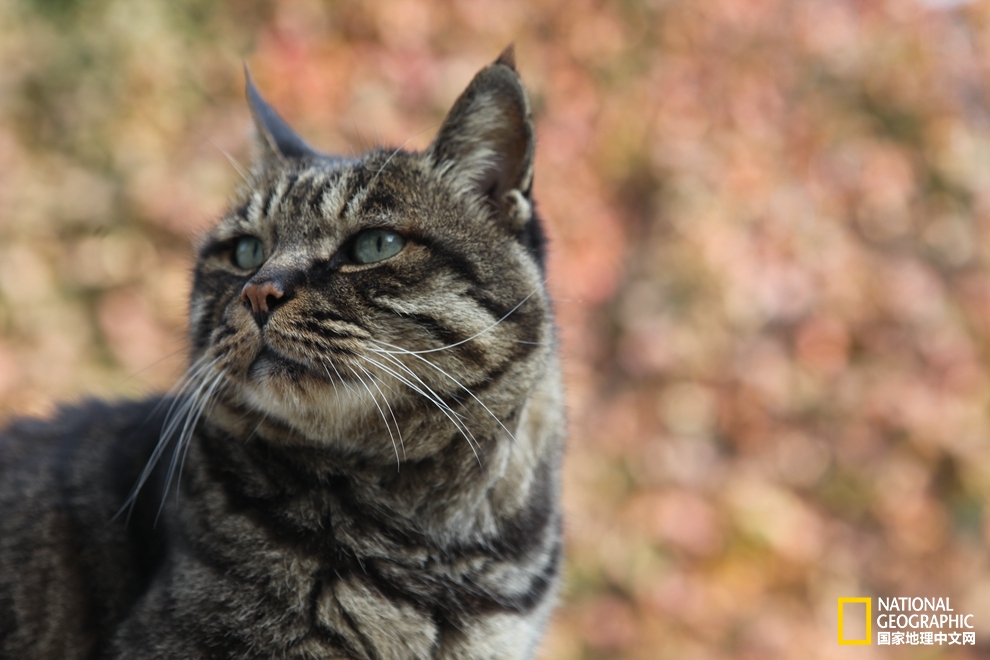 观复博物馆的猫馆长